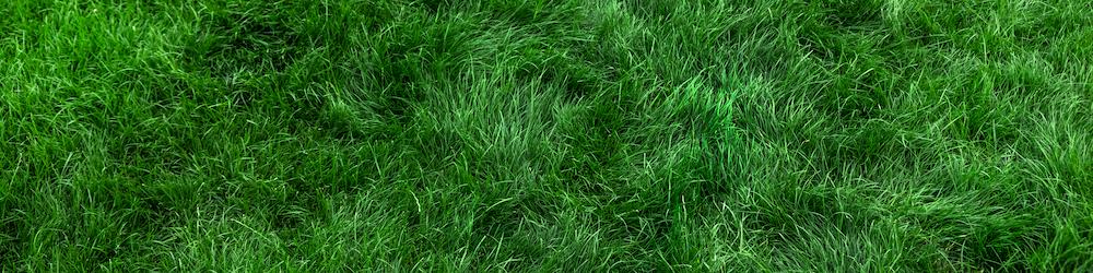 A lush green lawn.