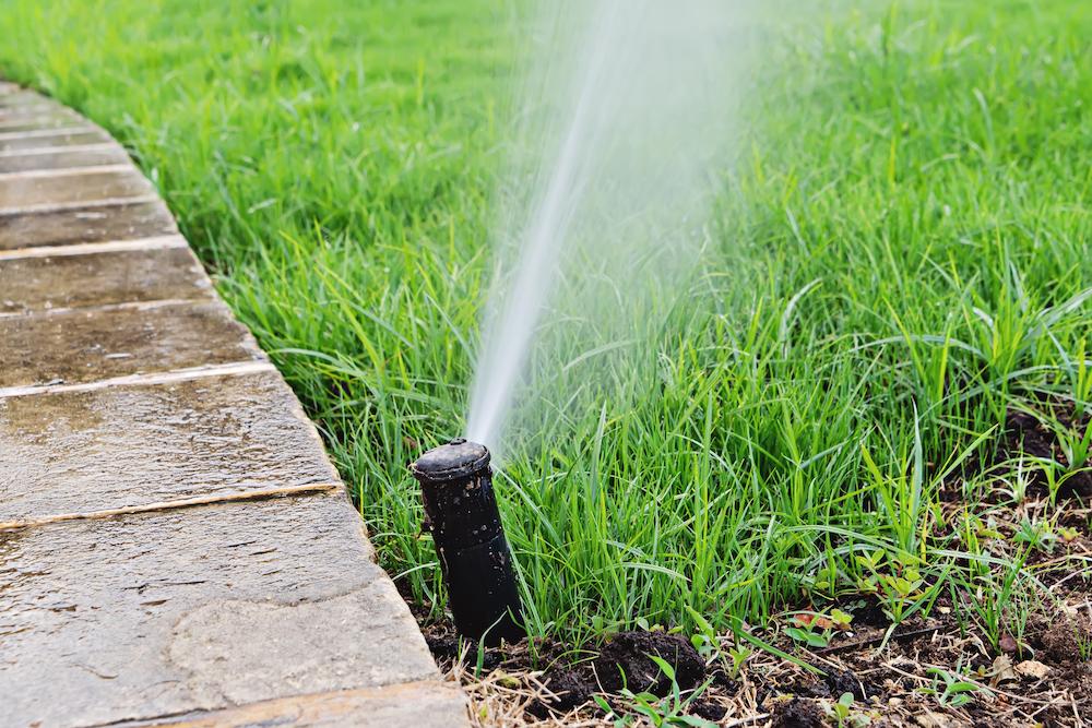 A sprinkler waters a residential lawn.